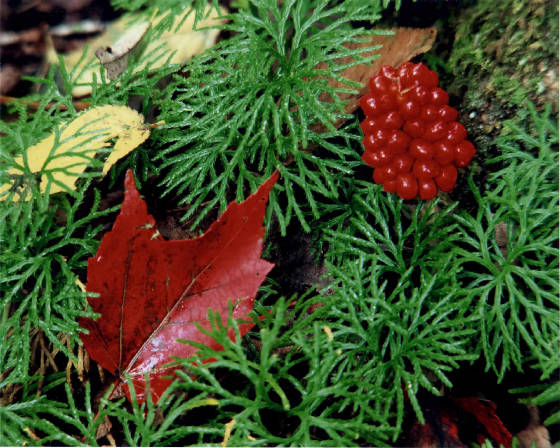 berriesandleaf.jpg