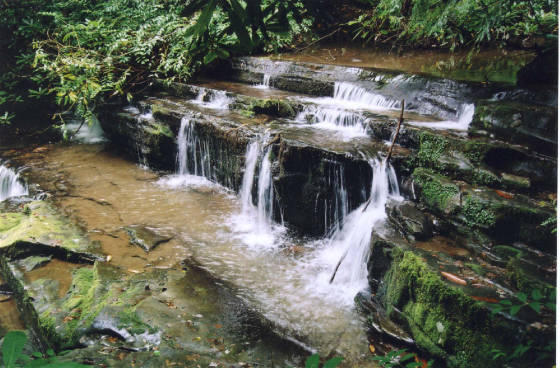 rhododendron2.jpg