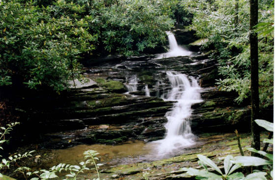 rhododendron3.jpg